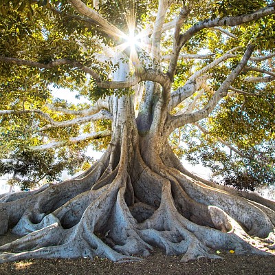 How does faith in God grow? mulberry tree roots